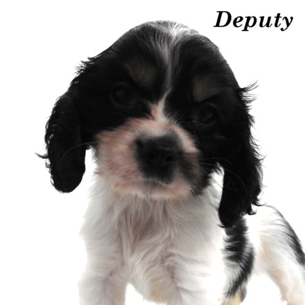 puppy, for, sale, Cockilier, Joe & Cherri  Overlease, dog, breeder, Miller, MO, dog-breeder, puppy-for-sale, forsale, nearby, find, puppyfind, locator, puppylocator, aca